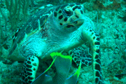 Random diving photo!