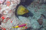 Random diving photo!